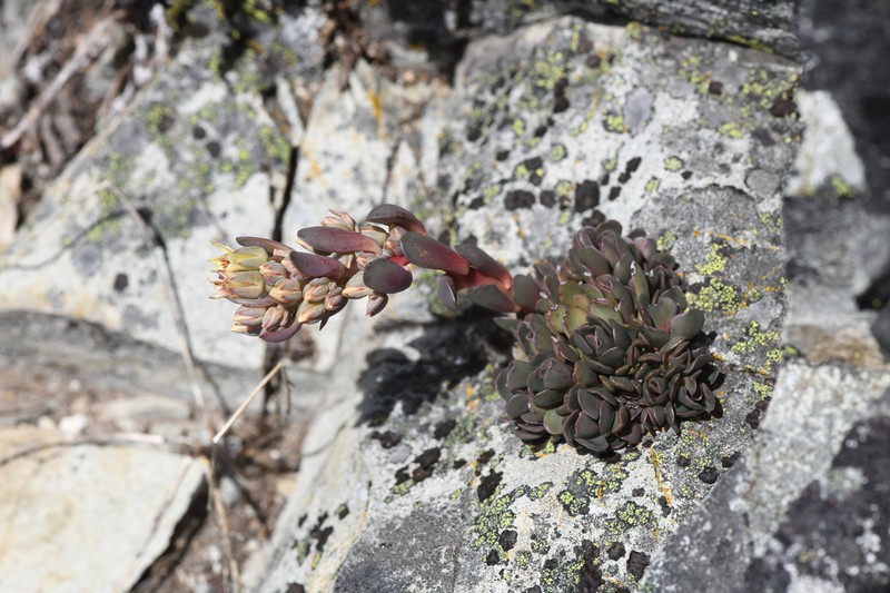 Canyon Creek Stonecrop photo 4