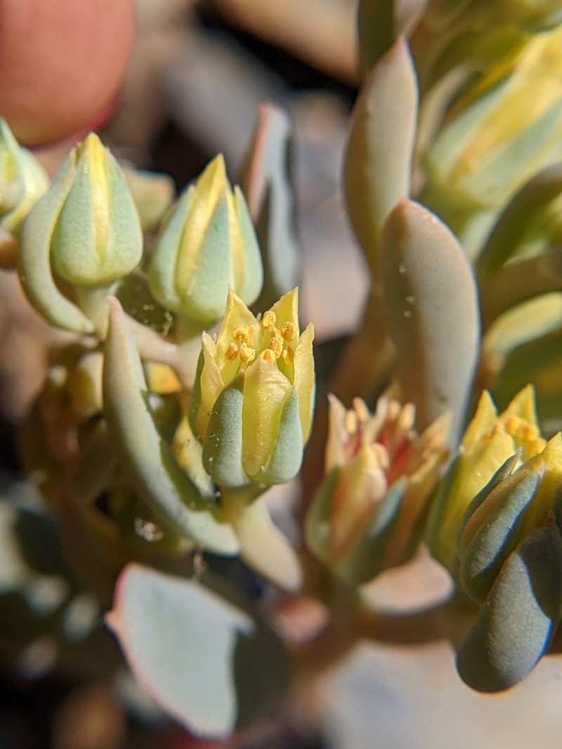 Canyon Creek Stonecrop photo 5