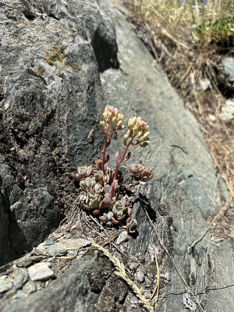 Canyon Creek Stonecrop photo 6
