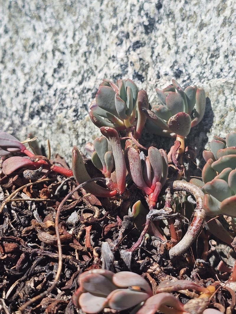 Canyon Creek Stonecrop photo 7