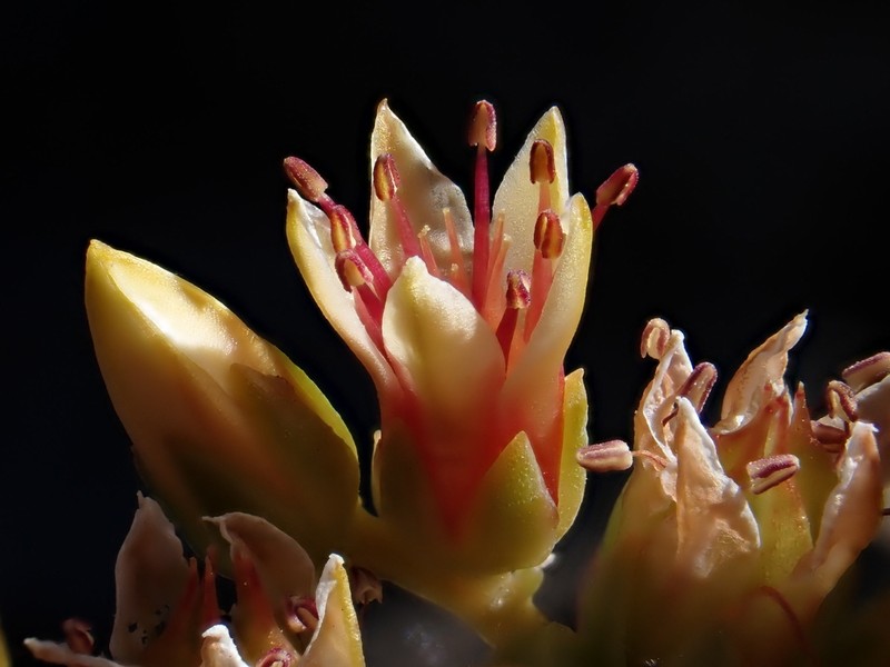 Canyon Creek Stonecrop photo 8