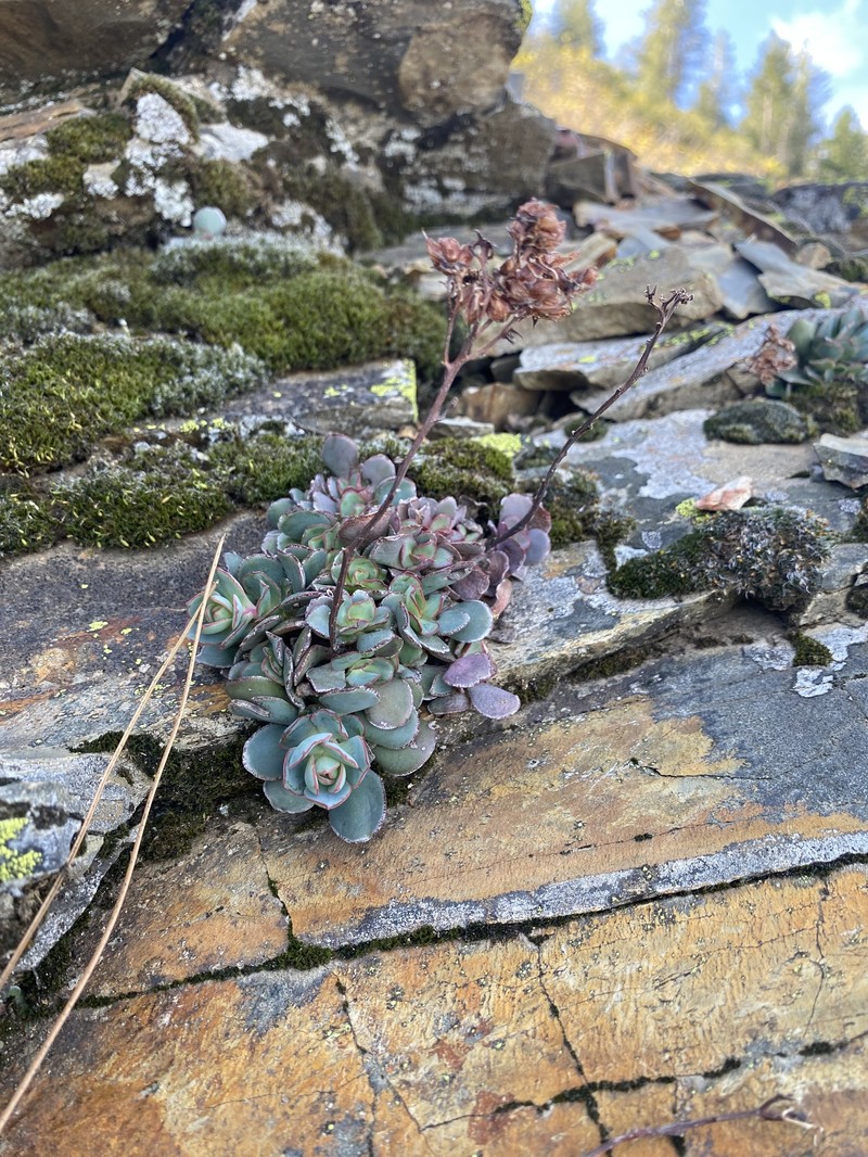 Sedum paradisum subsp. paradisum