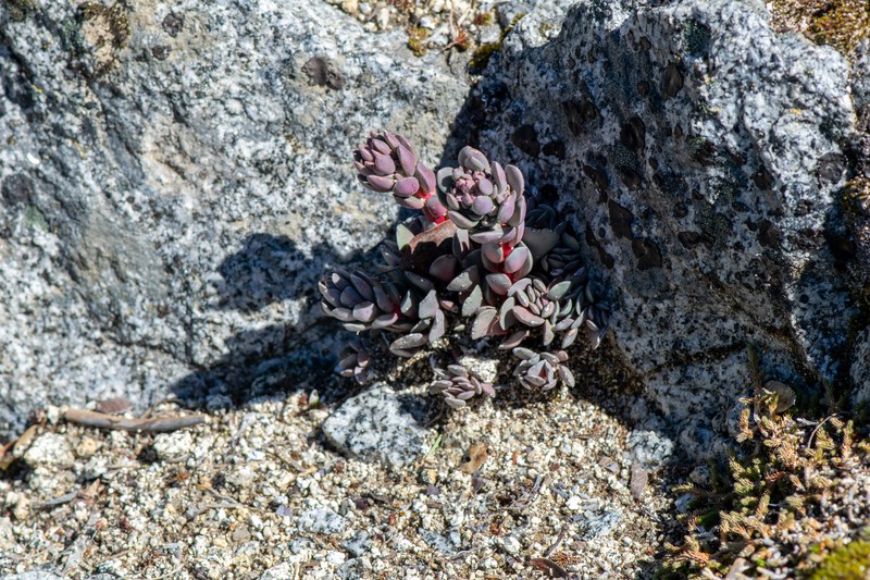 Sedum paradisum subsp. paradisum photo 2