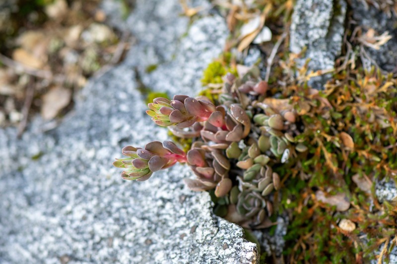 Sedum paradisum subsp. paradisum photo 3