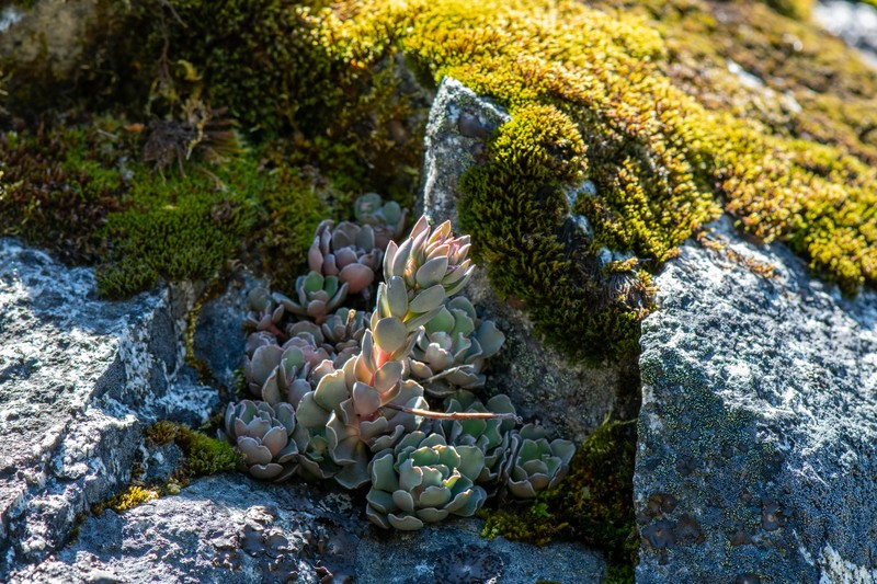 Sedum paradisum subsp. paradisum photo 4
