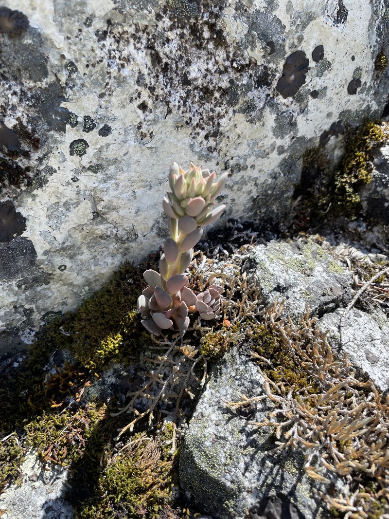 Sedum paradisum subsp. paradisum photo 5