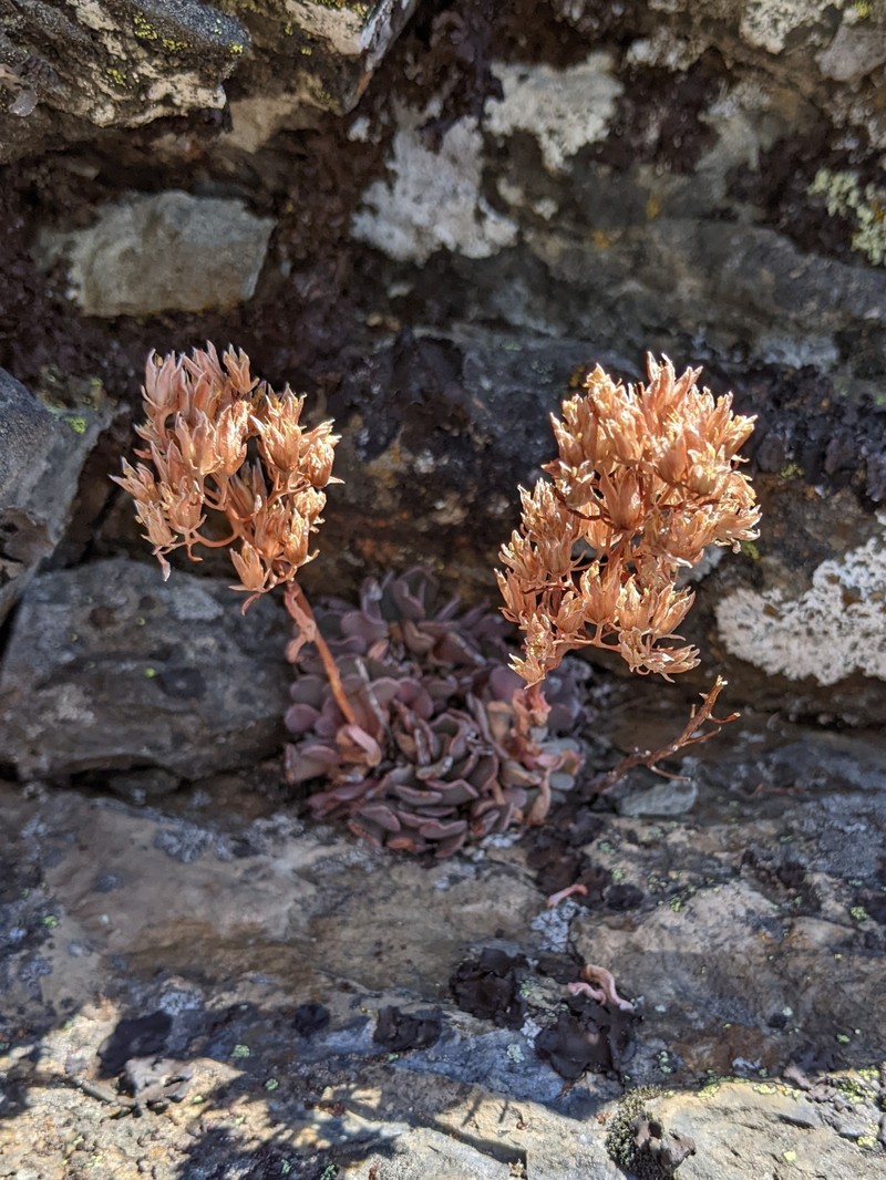 Sedum paradisum subsp. paradisum photo 6