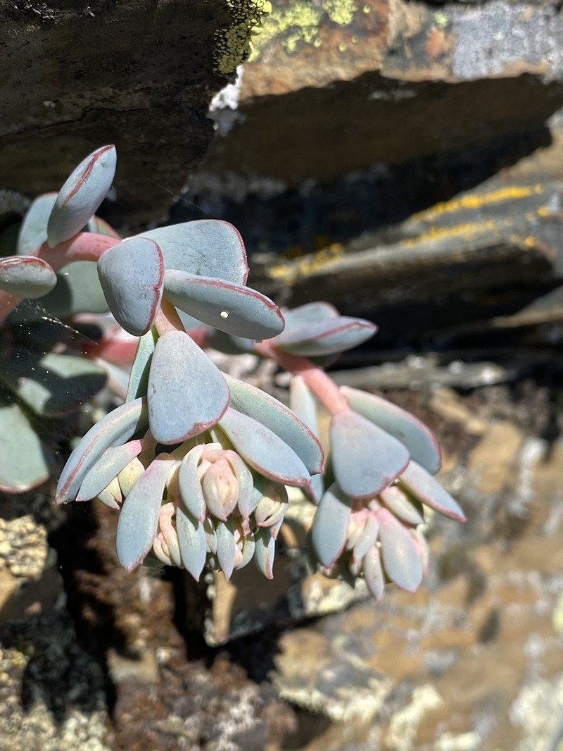 Sedum paradisum subsp. paradisum photo 7