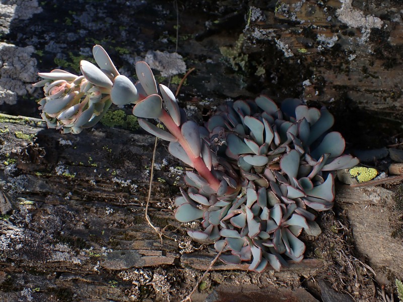 Sedum paradisum subsp. paradisum photo 8