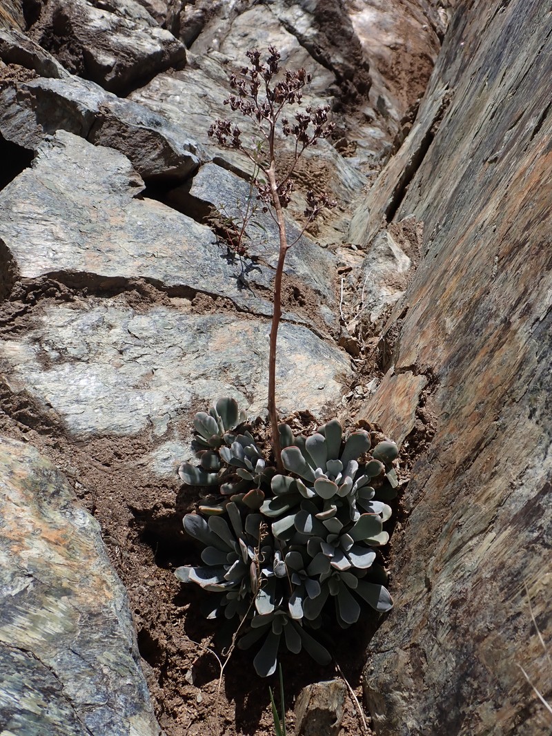 Sedum paradisum subsp. subroseum