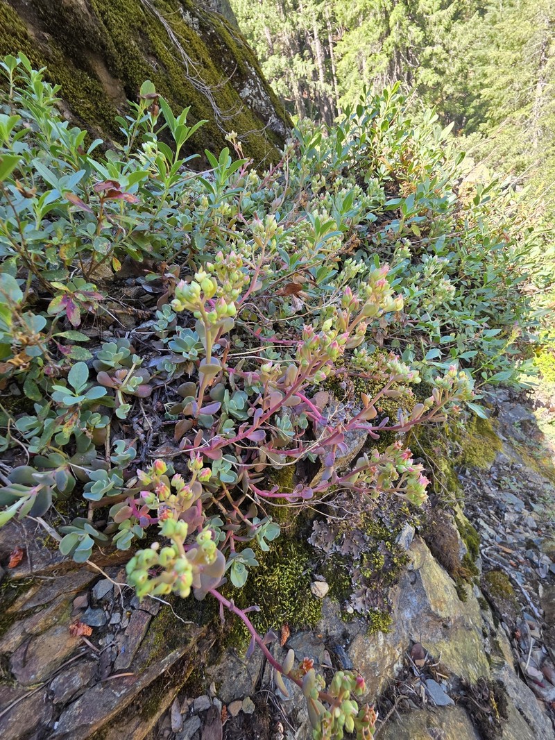 Sedum paradisum subsp. subroseum photo 2