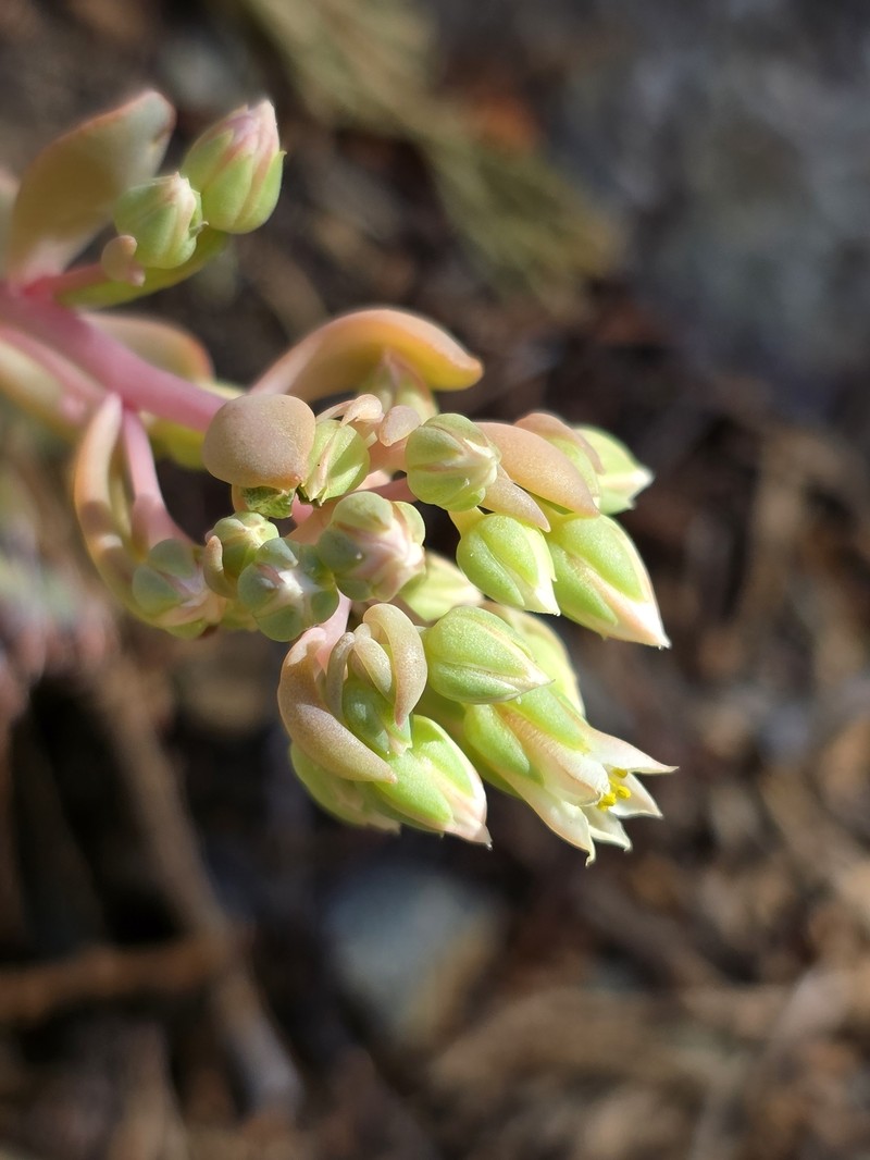 Sedum paradisum subsp. subroseum photo 3