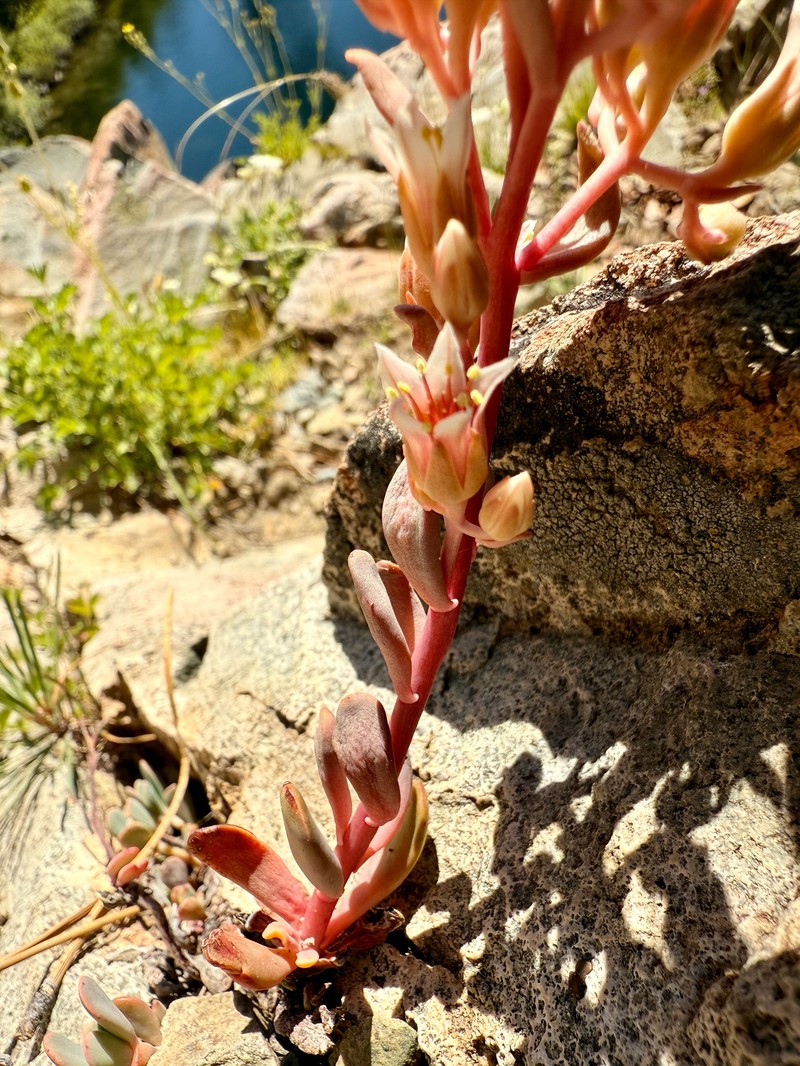 Sedum paradisum subsp. subroseum photo 4