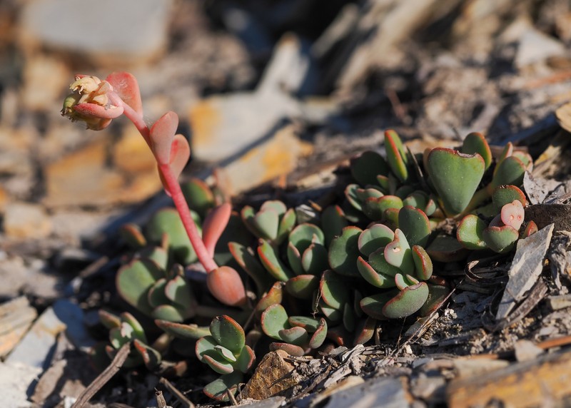 Sedum paradisum subsp. subroseum photo 5