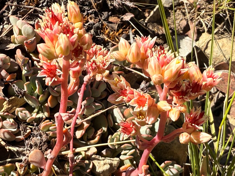 Sedum paradisum subsp. subroseum photo 6