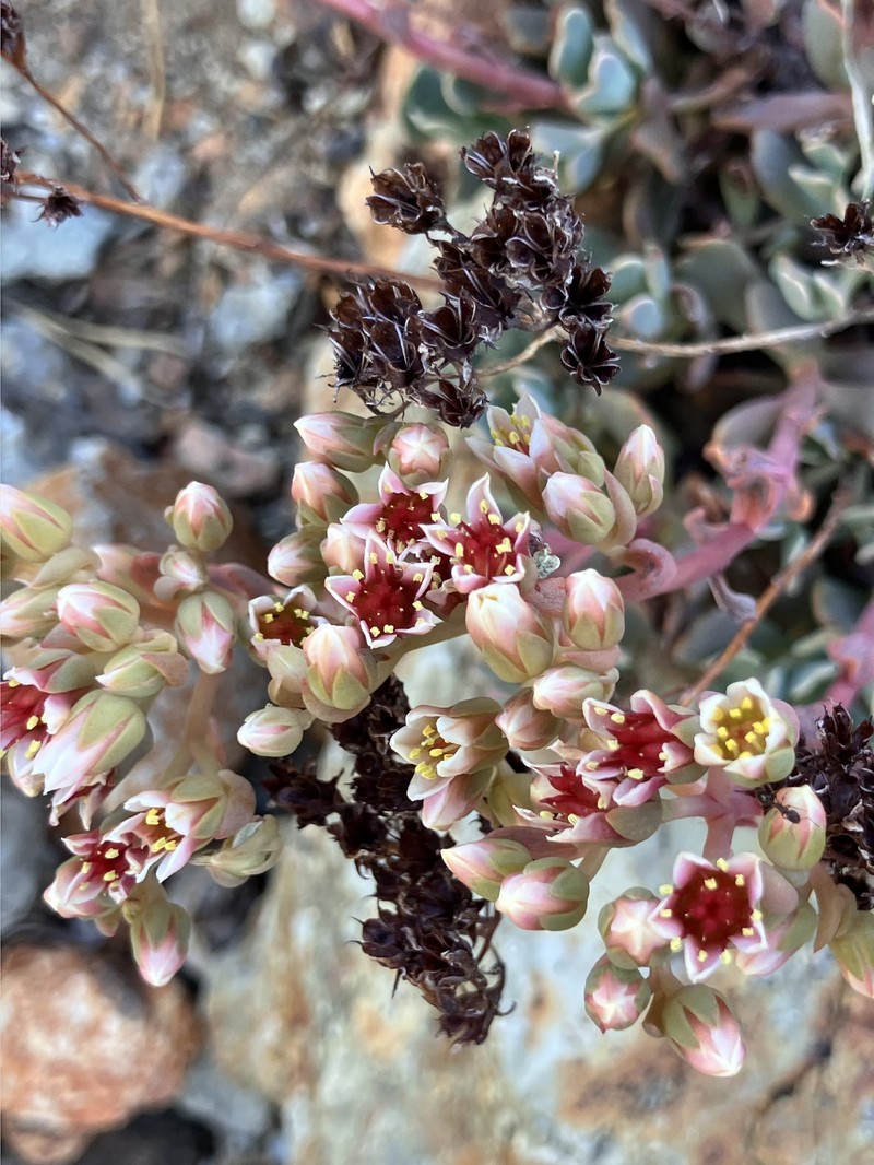 Sedum paradisum subsp. subroseum photo 7