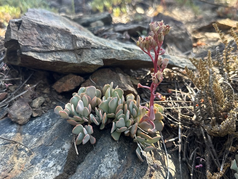 Sedum paradisum subsp. subroseum photo 8