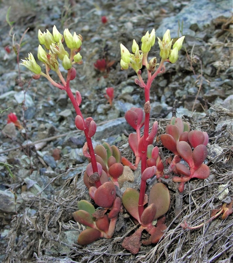 Sedum patens photo 2