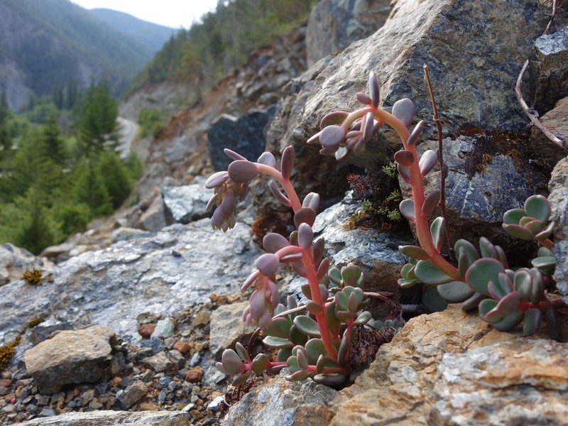 Sedum patens photo 3