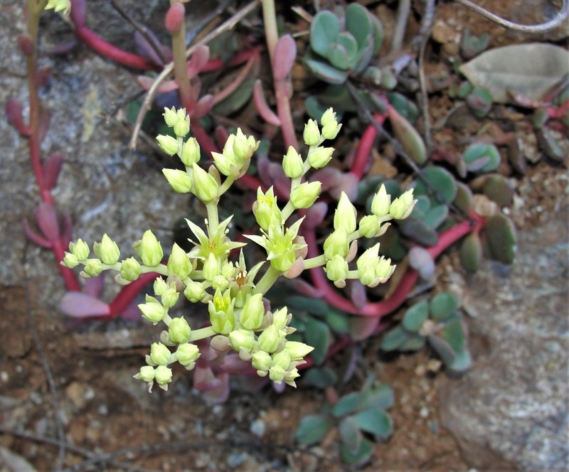 Sedum patens photo 4