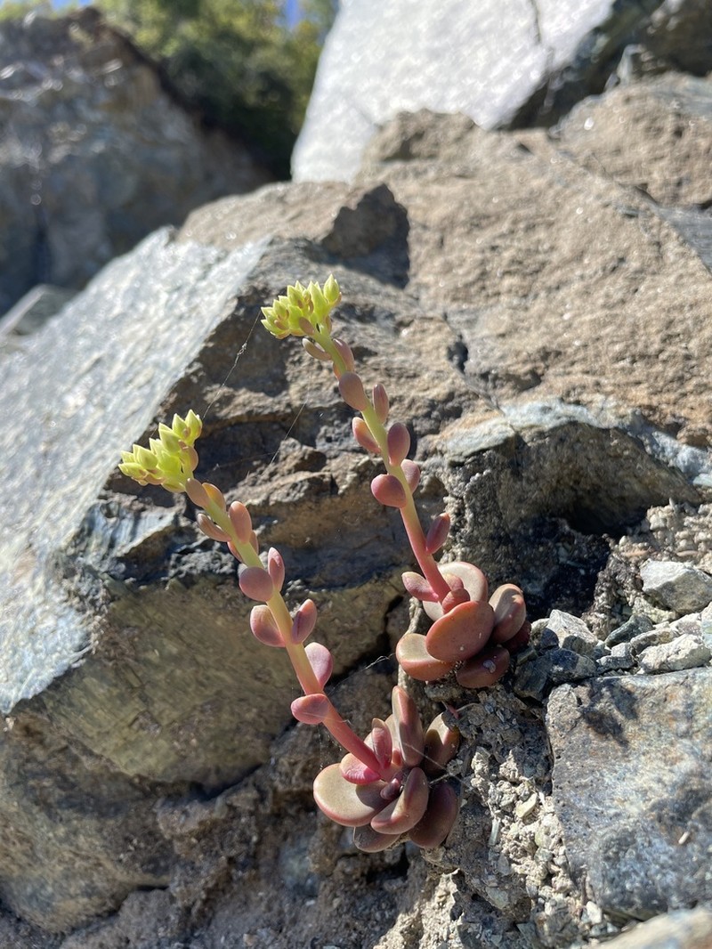 Sedum patens photo 5