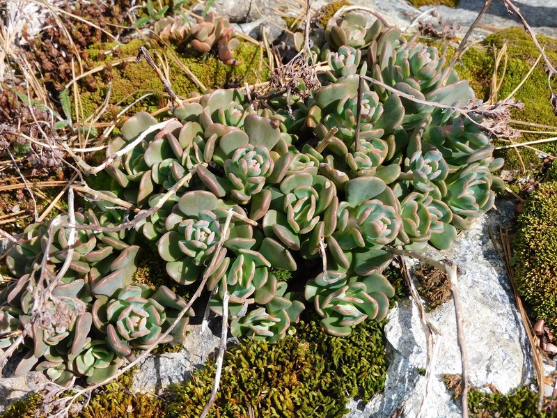 Sedum patens photo 6