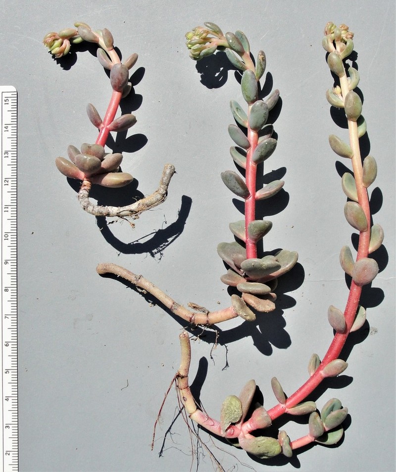 Sedum patens photo 7