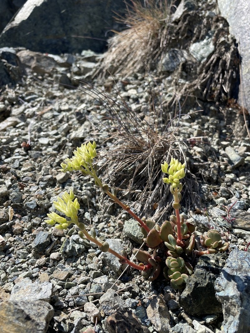 Sedum patens photo 8