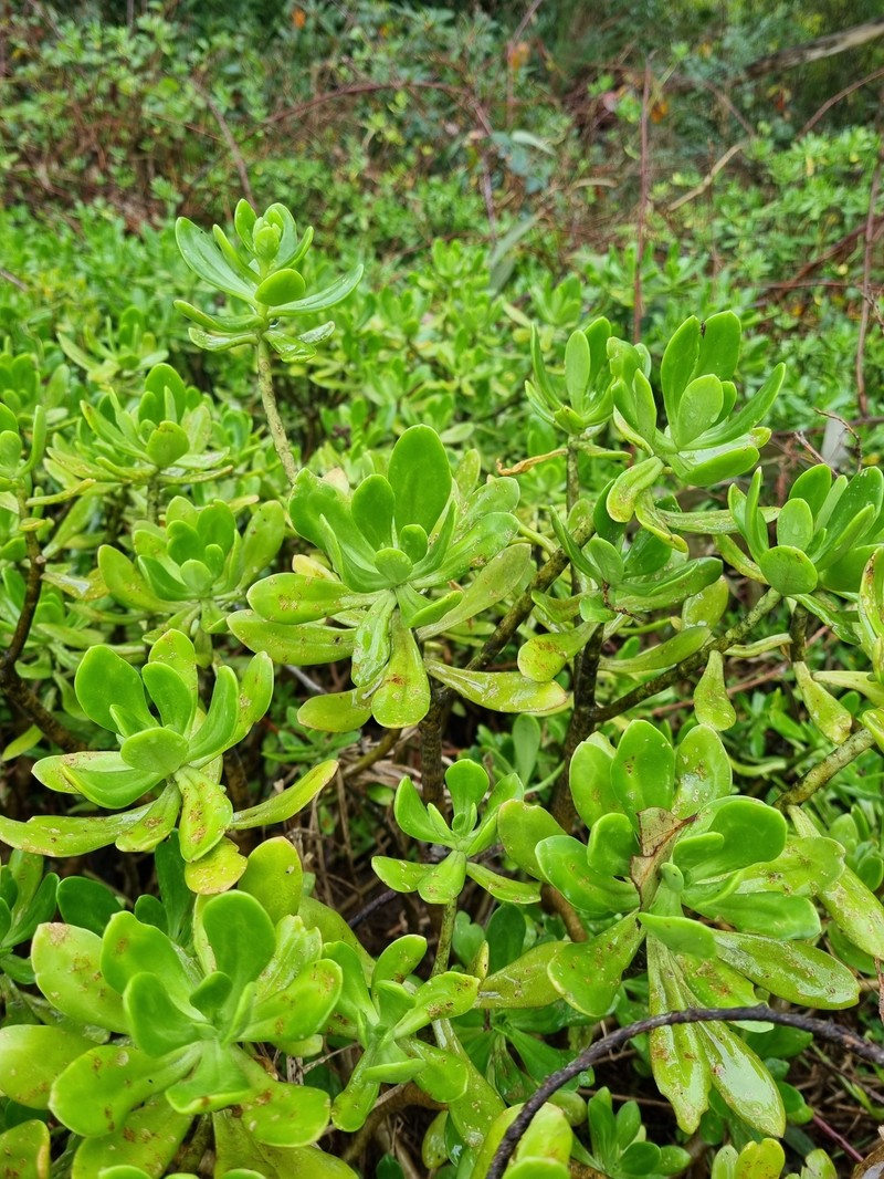 Sedum praealtum subsp. praealtum
