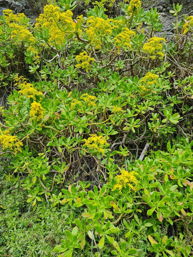 Sedum praealtum subsp. praealtum photo 2