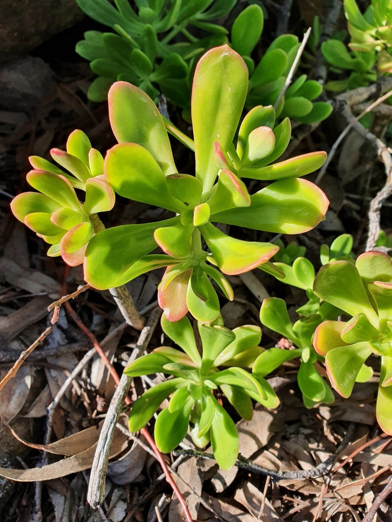 Sedum praealtum subsp. praealtum photo 3