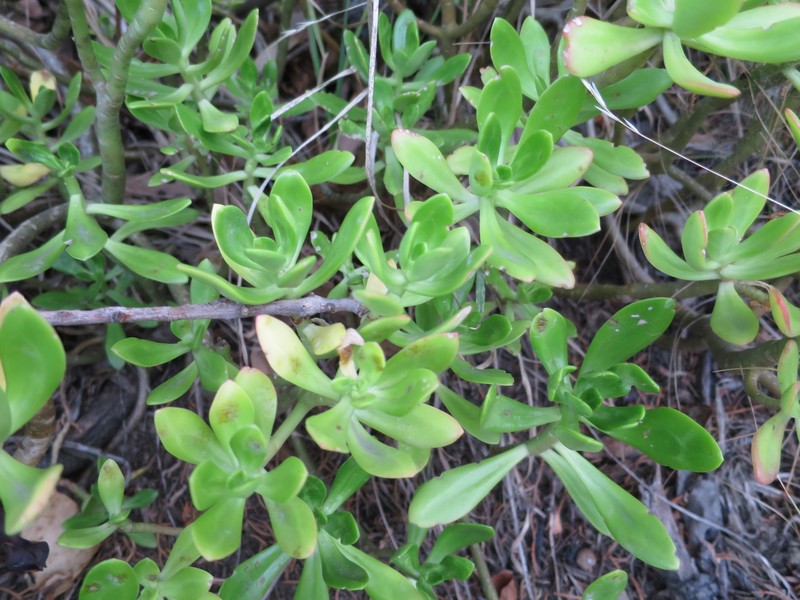 Sedum praealtum subsp. praealtum photo 4