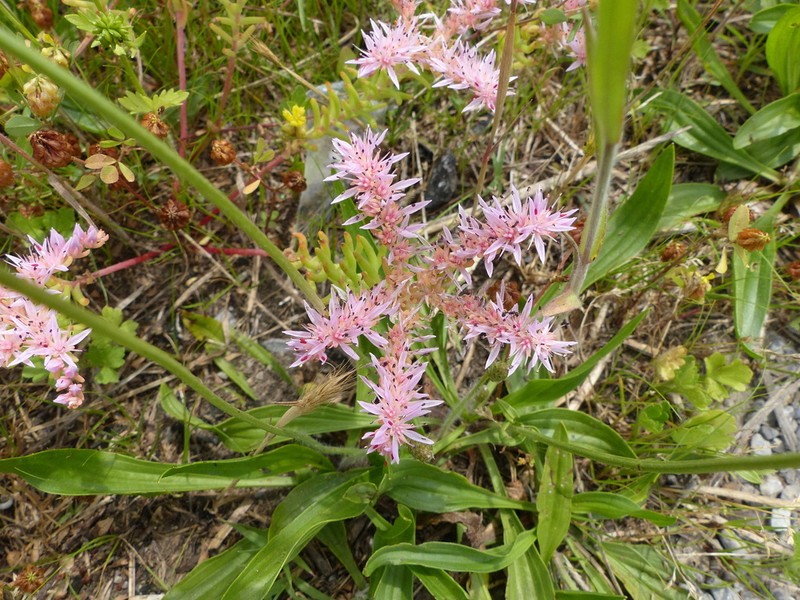 Widowscross photo 3