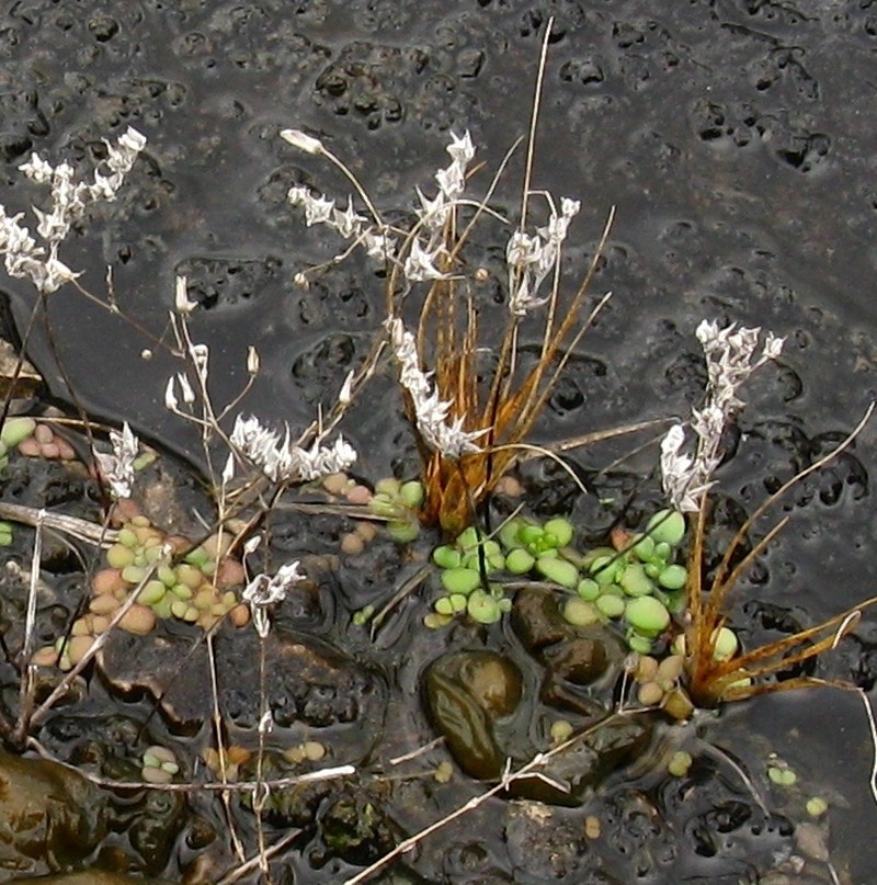 Widowscross photo 5
