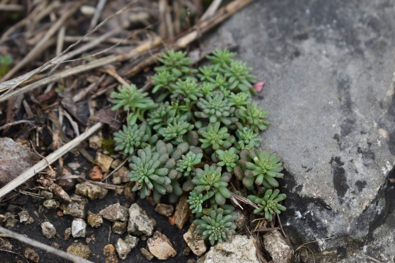 Widowscross photo 6