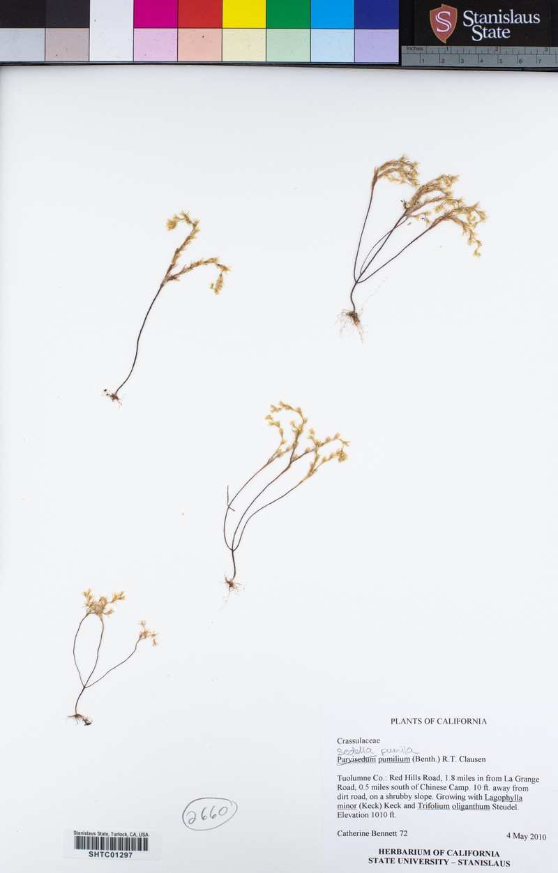 Congdon's Mock Stonecrop