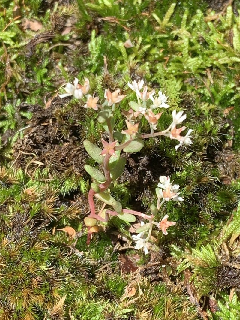 Granite Stonecrop
