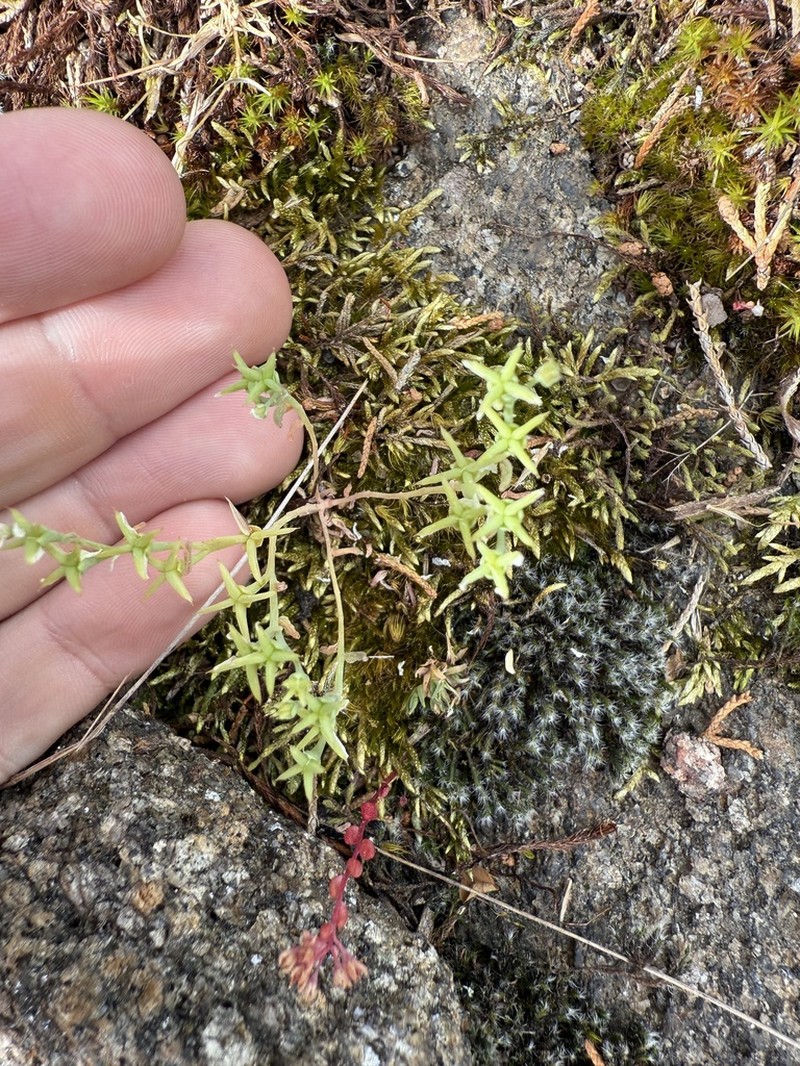Granite Stonecrop photo 2