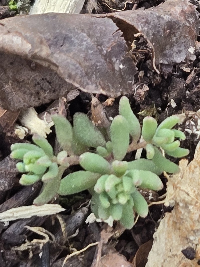 Granite Stonecrop photo 3