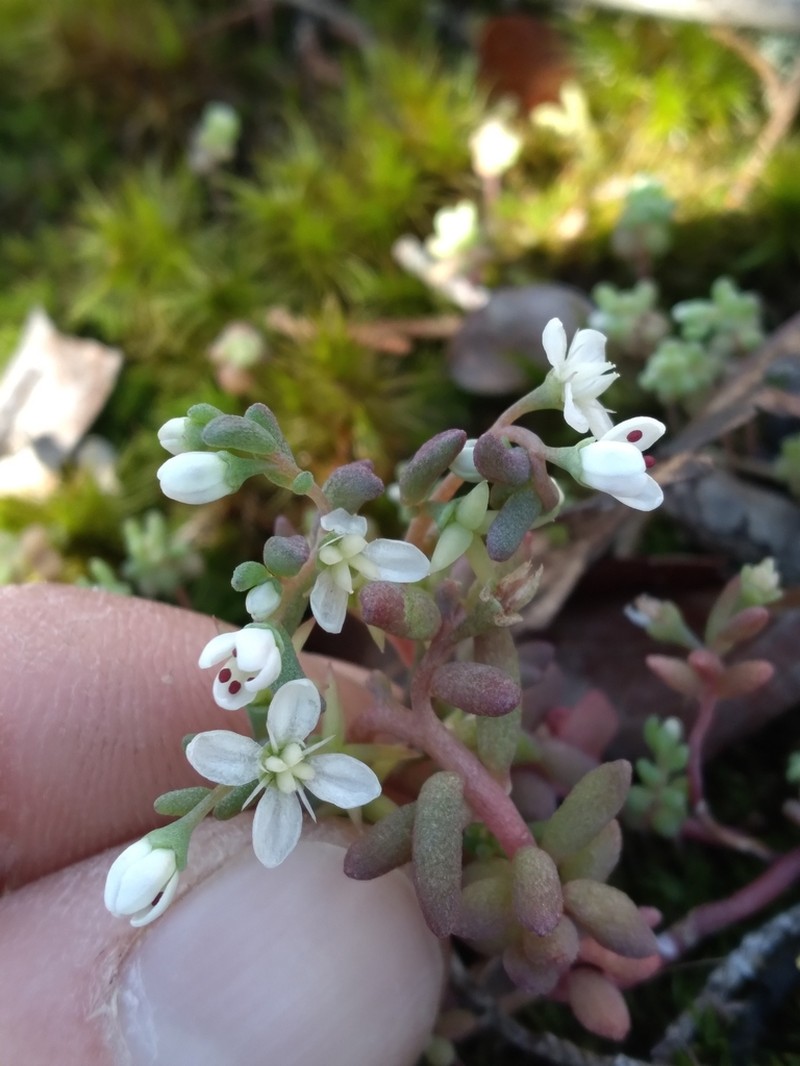 Granite Stonecrop photo 4