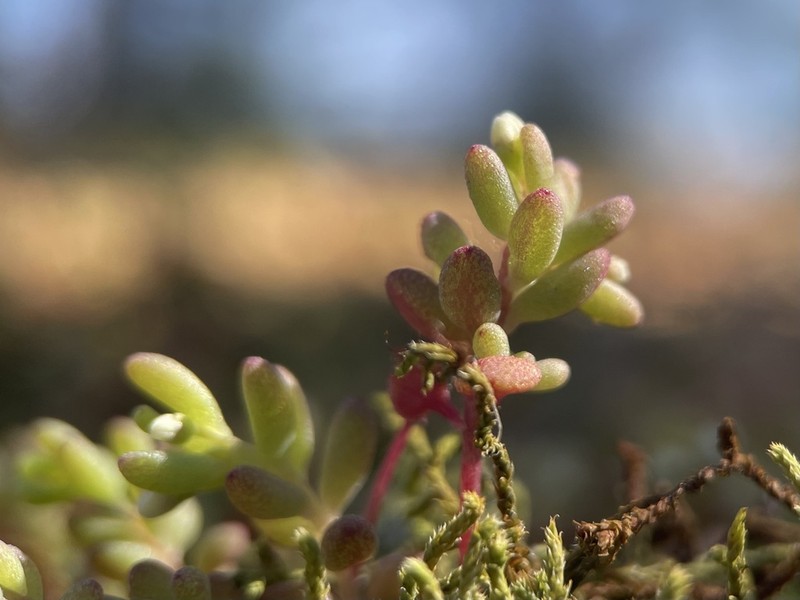 Granite Stonecrop photo 5