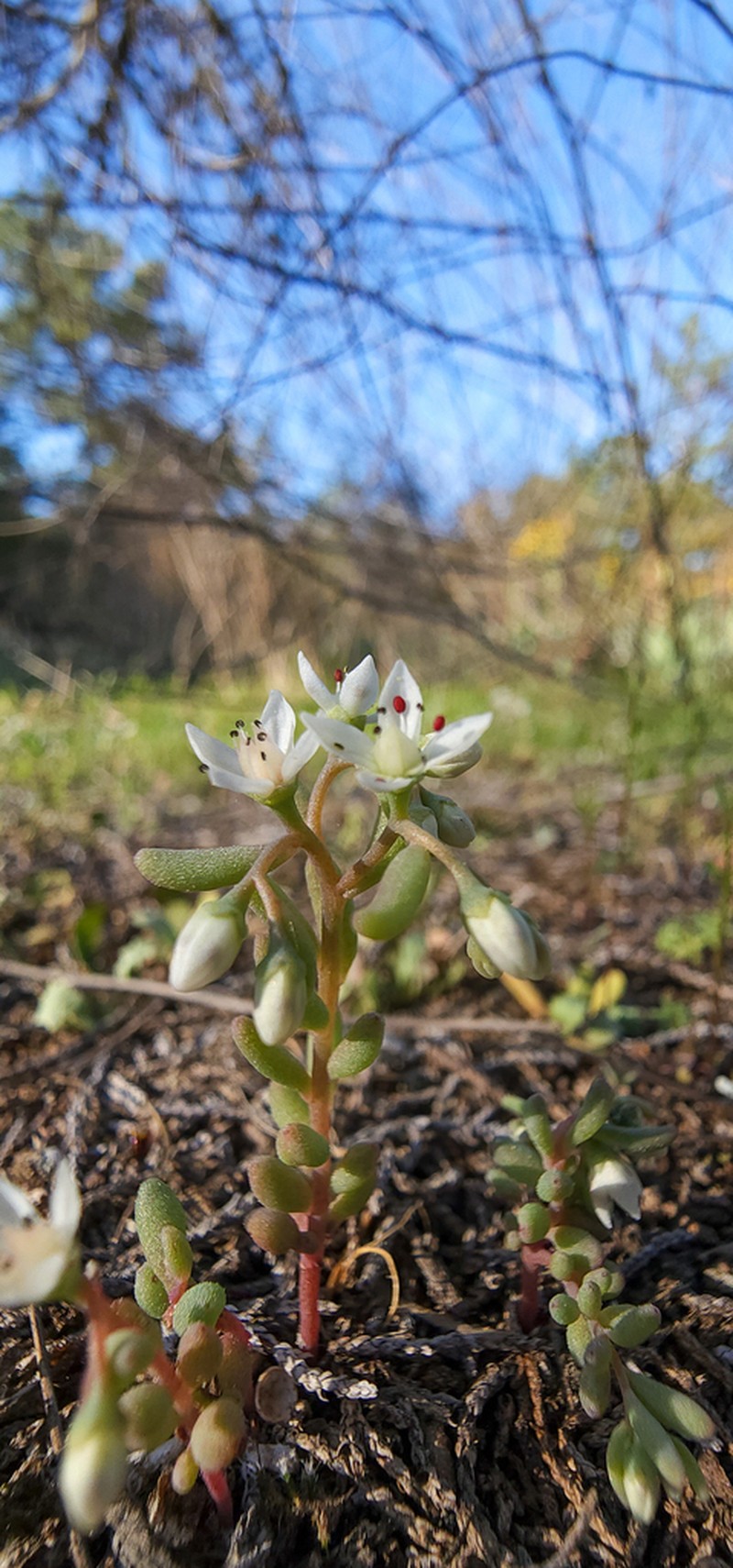 Granite Stonecrop photo 6