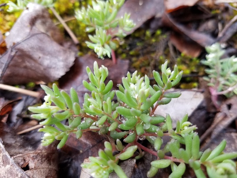 Granite Stonecrop photo 7