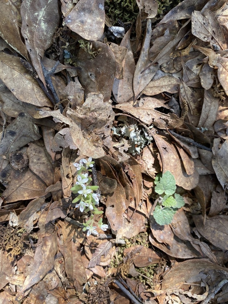 Granite Stonecrop photo 8