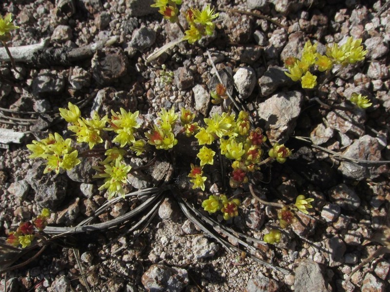 Sedum pyriseminum