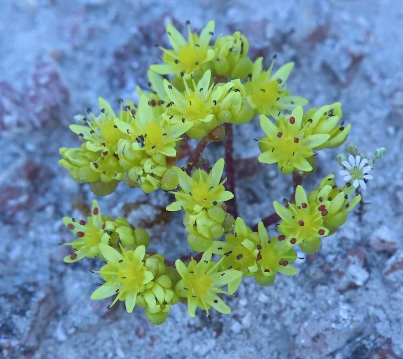 Sedum pyriseminum photo 2