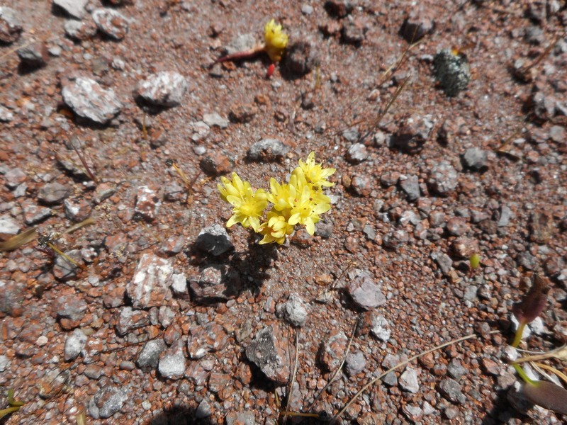 Sedum pyriseminum photo 3