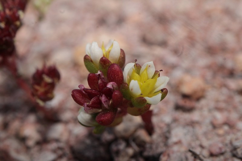 Sedum pyriseminum photo 4