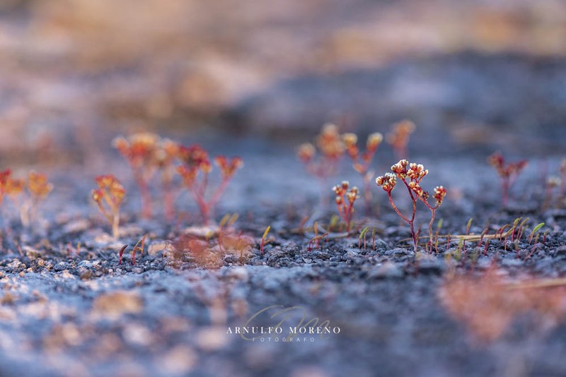 Sedum pyriseminum photo 5