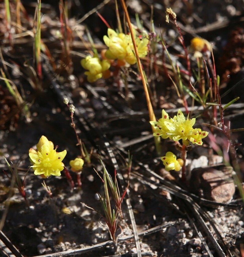 Sedum pyriseminum photo 6